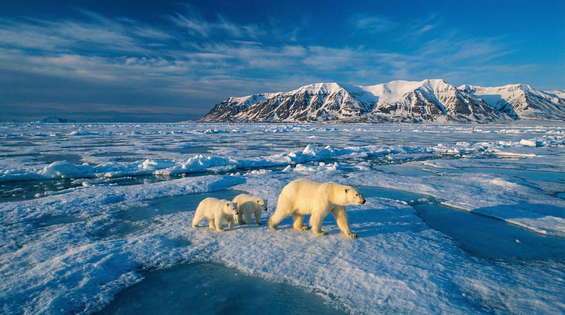 四虎北极熊视频